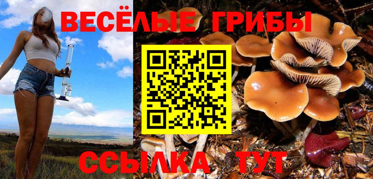 Кимовск  Псилоцибиновые грибы Psilocybine cubensis  Вход с VPN 