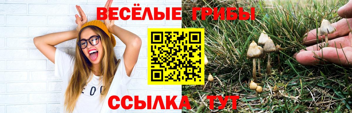 Псилоцибиновые грибы Cubensis Кимовск